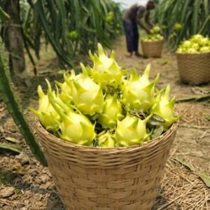Yellow Dragon Fruits