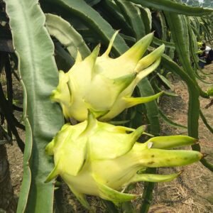 Yellow Dragon Fruits