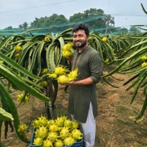 Yellow Dragon Fruits