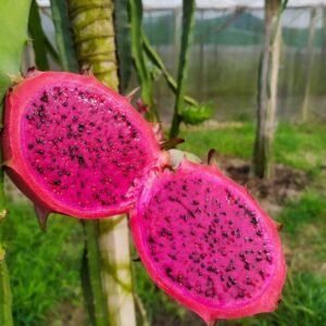 Red Dragon Fruits