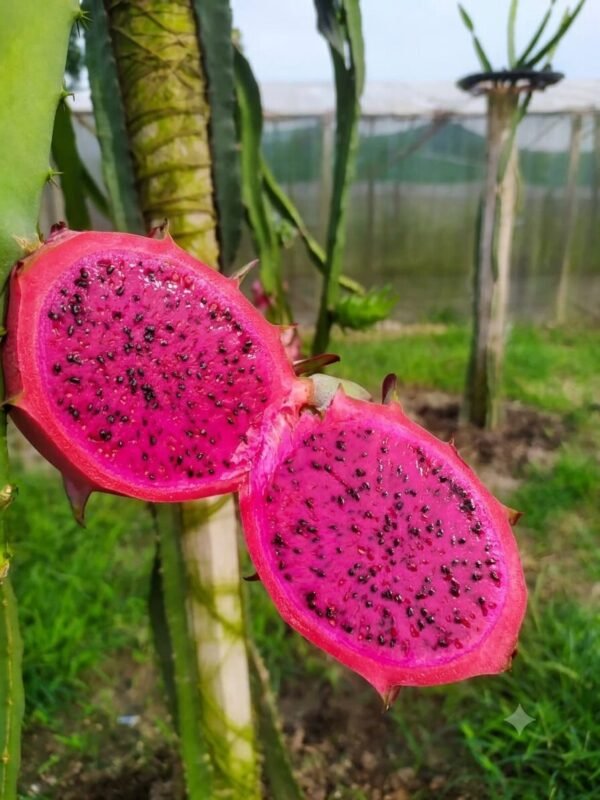 Red Dragon Fruits