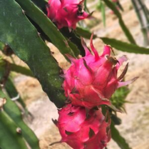 Red Dragon Fruits