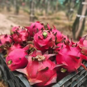 Red Dragon Fruits